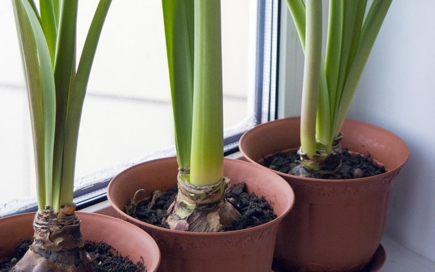 Amaryllispflanzen im Topf auf der Fensterbank mit grünen Blättern